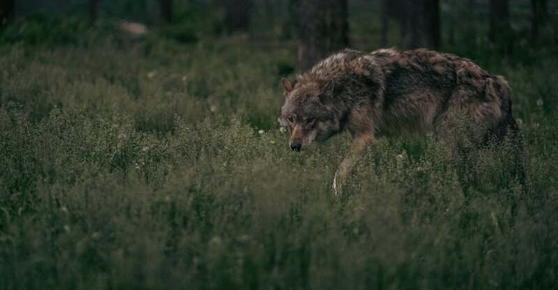 Why Scientists Are Officially Debunking the “Alpha Wolf” Theory—And What It Means for Leadership
