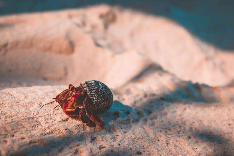 30 Animals Whose Building Skills Rival Human Engineers