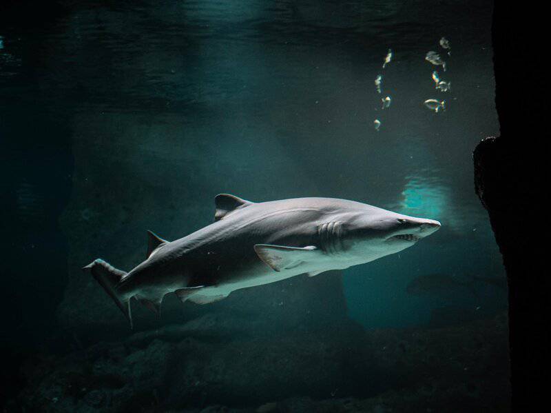 15 Species That Rarely Get Cancer—and What That Means for Humans