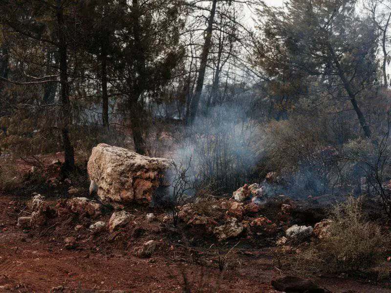 Forest Apocalypse: Why 2025’s Deforestation Crisis Threatens Human Civilization
