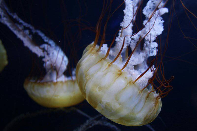 Beyond the Sting: How 21st-Century Science is Unlocking the Complex Social Networks of Jellyfish