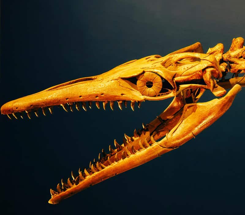Massive Extinct Salamander With Vice-Like Jaws Found in Tennessee Fossil