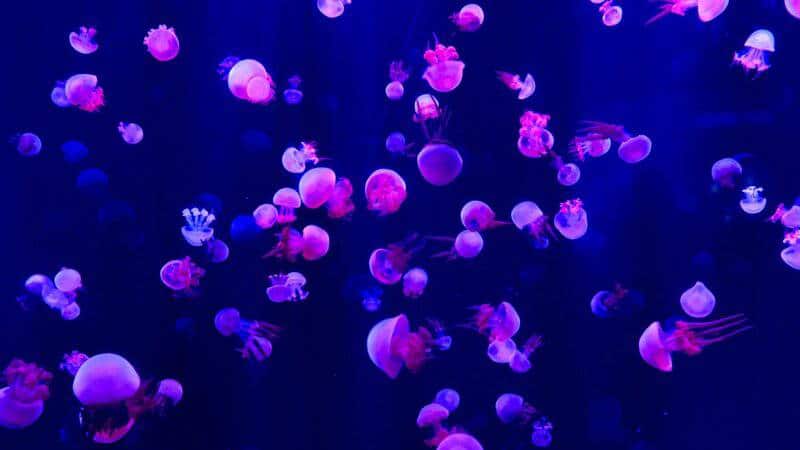 Scientists Discover Immortal Jellyfish That Reverses Aging Process