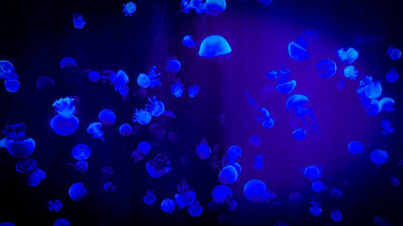 Scientists Discover Immortal Jellyfish That Reverses Aging Process