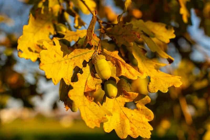 Did You Know Plants Can Do Math? These Species Can Actually Count and Remember Numbers