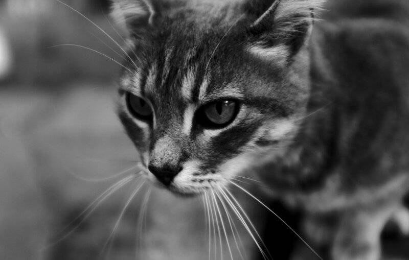 The Science Behind Why Cats Purr: Understanding Your Feline’s Communication