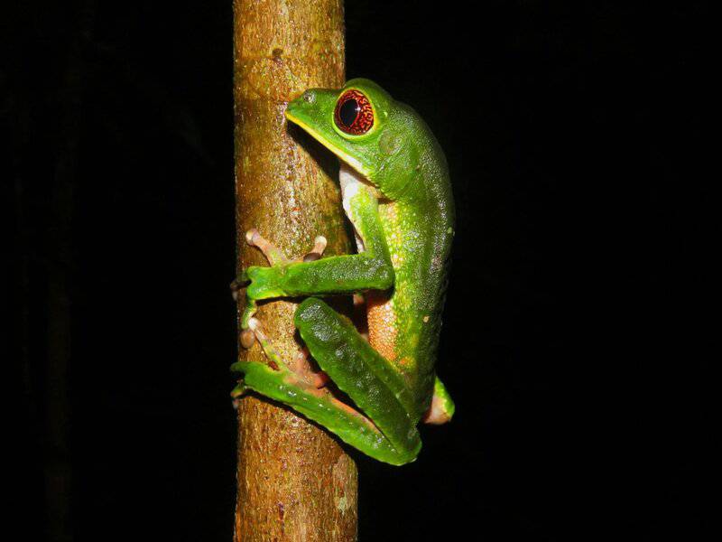 27 New Species Found in Peru’s ‘Human-Dominated’ Rainforest