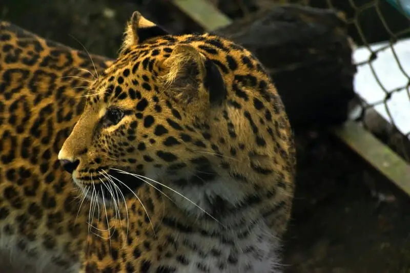 20 Animals That Are Close To Going Extinct