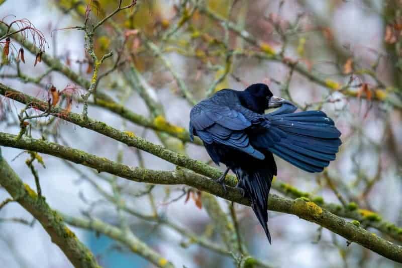 These Crows That Hold 25-Year Grudges and Pass Their Hatred Down Through Generations