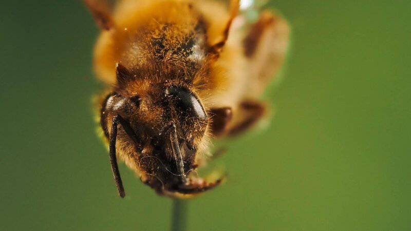 Why Honeybees Vote on Where to Build Their New Home (And It’s More Democratic Than Human Elections)