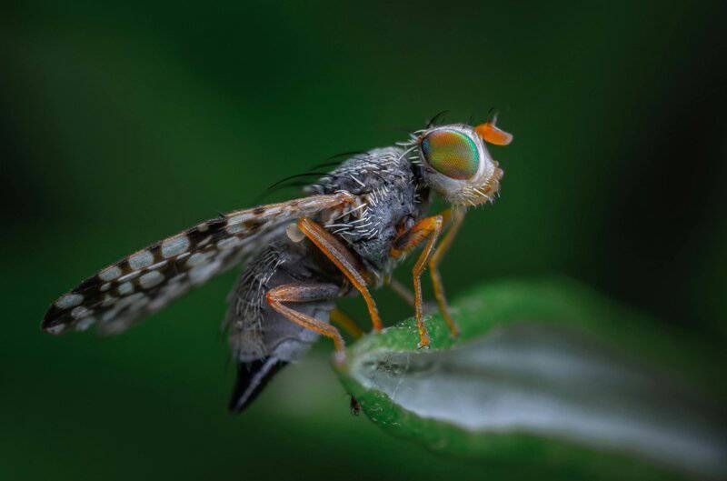 Scientists Map 140,000 Neurons in Fruit Fly Brain – Here’s What It Reveals About Human Memory