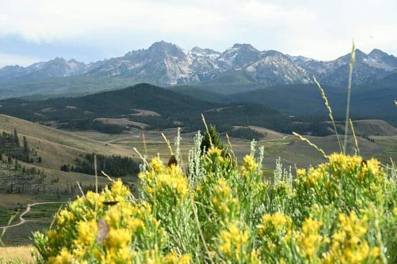 The 106-Acre Monster: How One Living Thing Became an Entire Forest