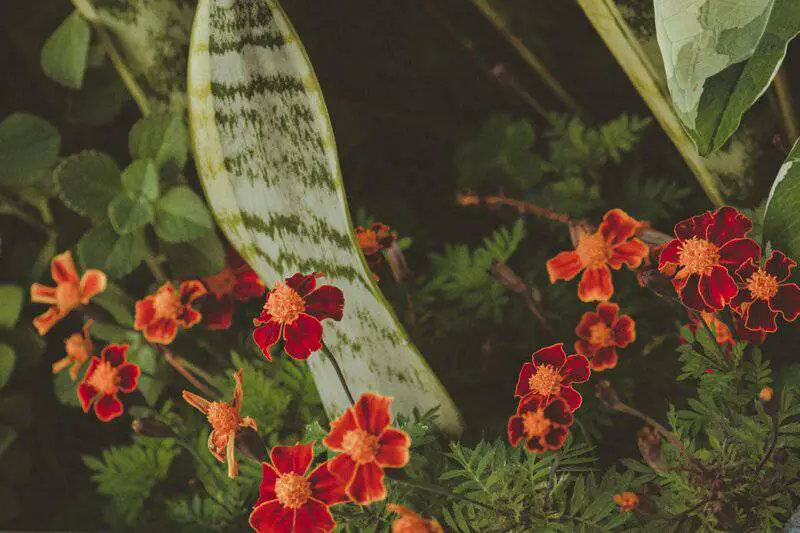 The Plant That Can Literally Eat Metal (And It’s Growing in Your Backyard)