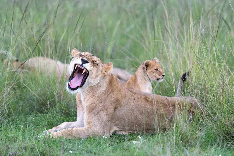 Should We Bring Back Extinct Species? What Science and Ethics Say