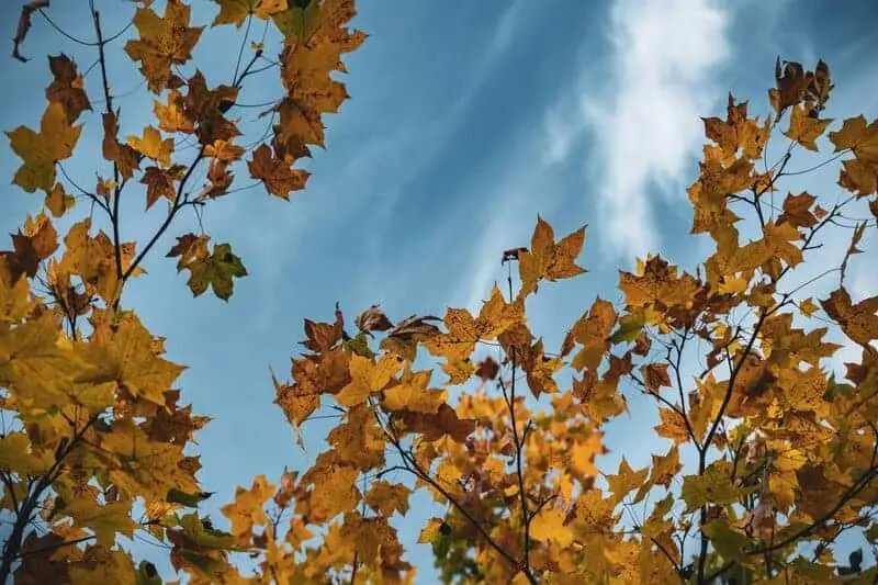 15 Ways Seasonal Changes in School Start Dates Affect Children’s Mental Wellness