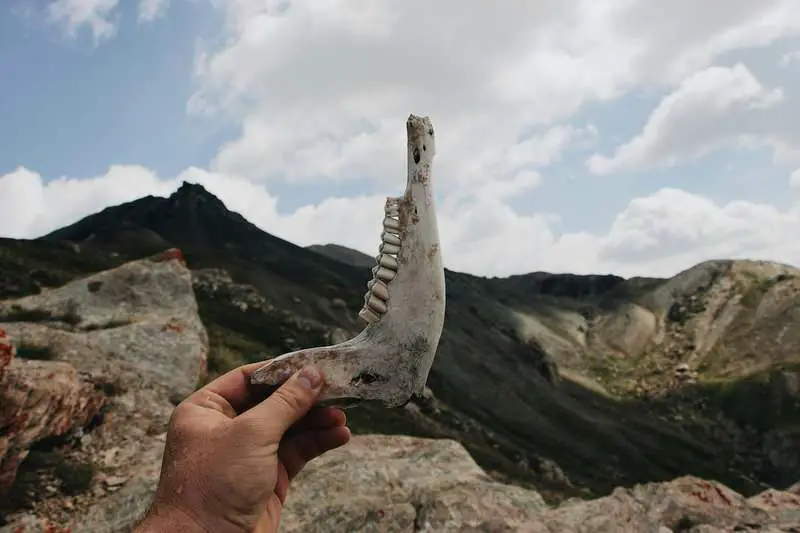 Massive Extinct Salamander With Vice-Like Jaws Found in Tennessee Fossil