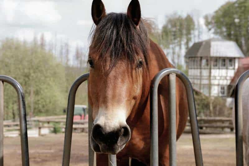 Scientists Decode Horse Facial Expressions to Better Understand Their Emotions