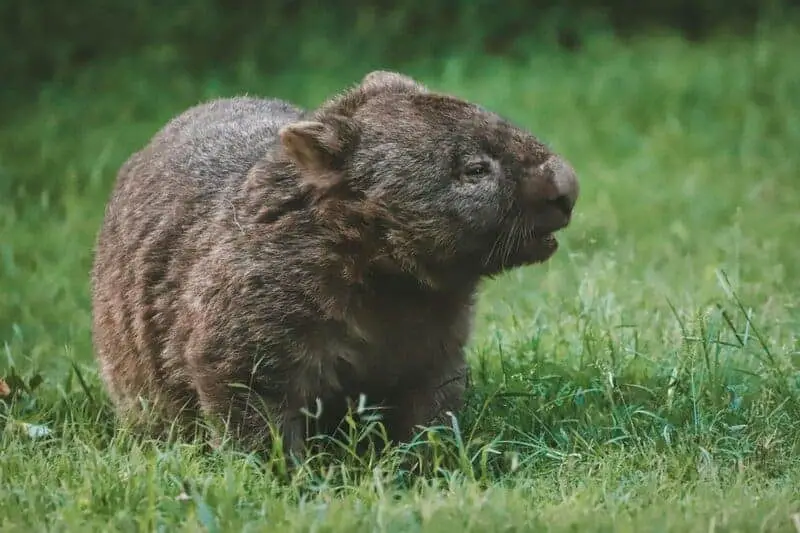 20 Animals That Are Close To Going Extinct