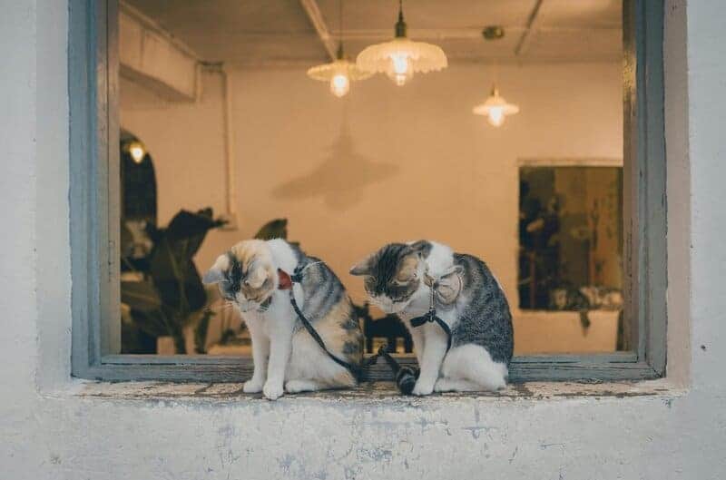 The Science Behind Why Cats Purr: Understanding Your Feline’s Communication