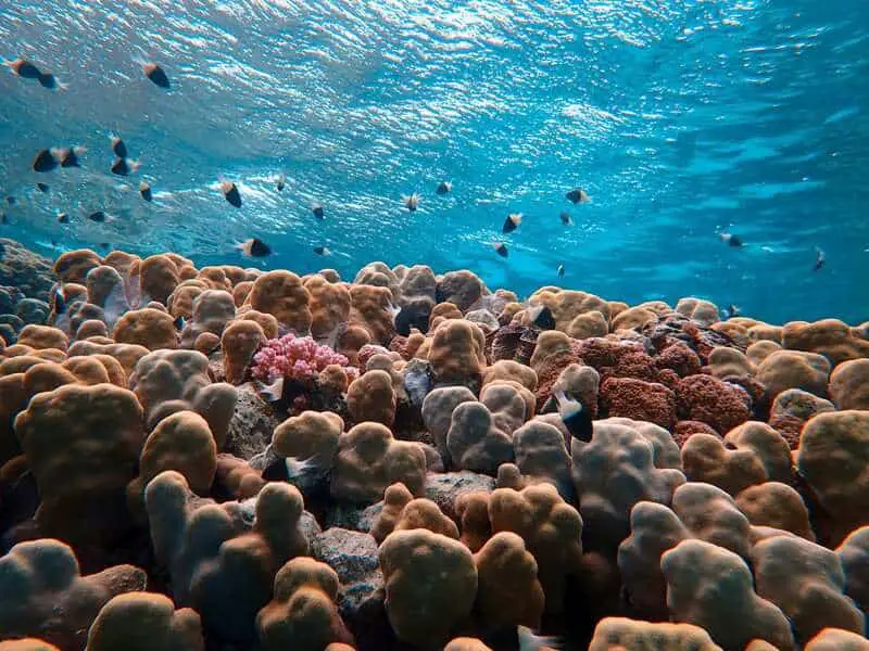 Bone-Eating Worms Have Been Cleaning Ocean Floors for Over 100 Million Years