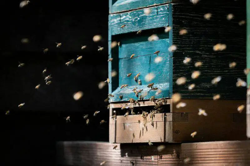 Why Honeybees Vote on Where to Build Their New Home (And It’s More Democratic Than Human Elections)