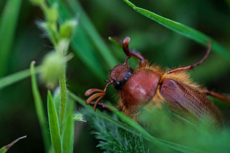 Forbidden Colors for Bugs? These Mediterranean Rebels Spot Red Anyway.