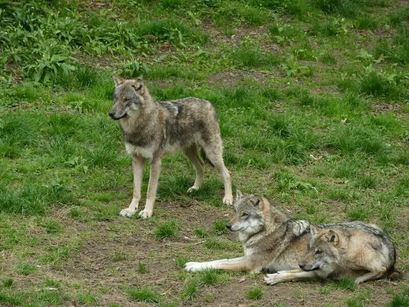 Why Scientists Are Officially Debunking the “Alpha Wolf” Theory—And What It Means for Leadership