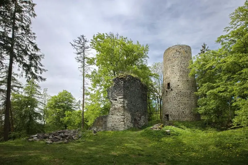 The 106-Acre Monster: How One Living Thing Became an Entire Forest