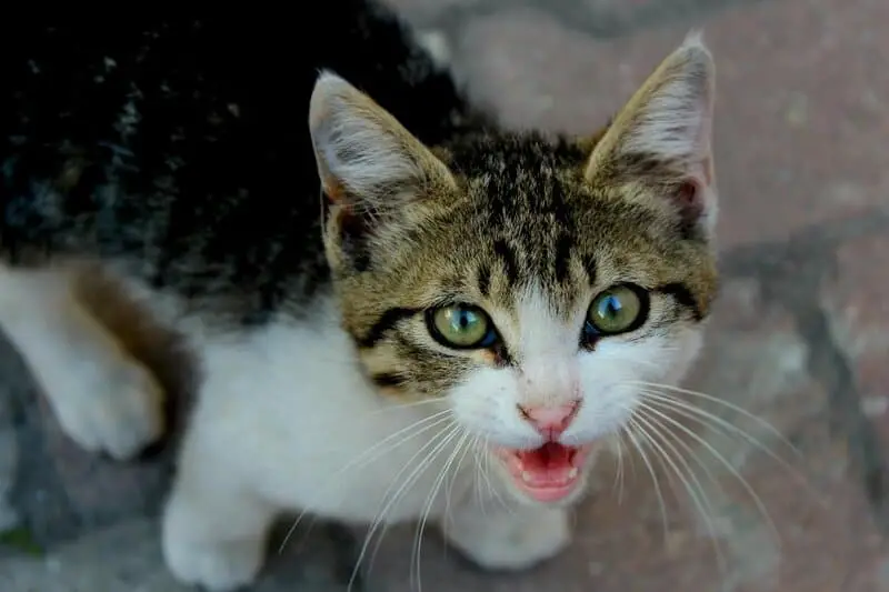 The Science Behind Why Cats Purr: Understanding Your Feline’s Communication
