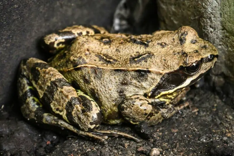 The Great Escape Artists: Animals That Fake Death Better Than Any Actor