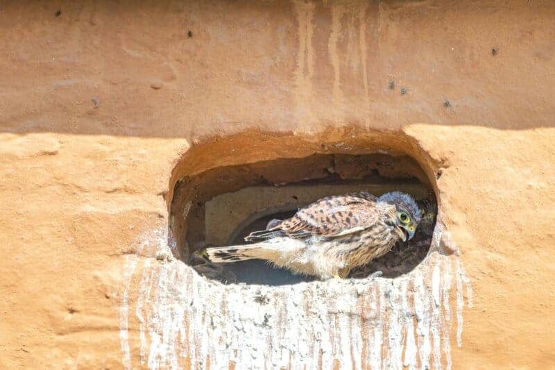 30 Animals Whose Building Skills Rival Human Engineers
