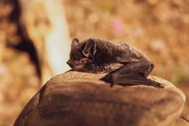 The Great Escape Artists: Animals That Fake Death Better Than Any Actor