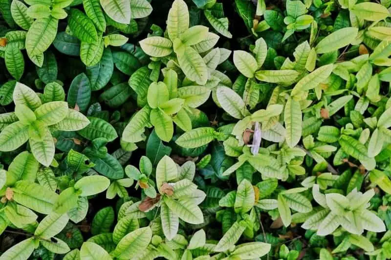The Plant That Can Literally Eat Metal (And It’s Growing in Your Backyard)