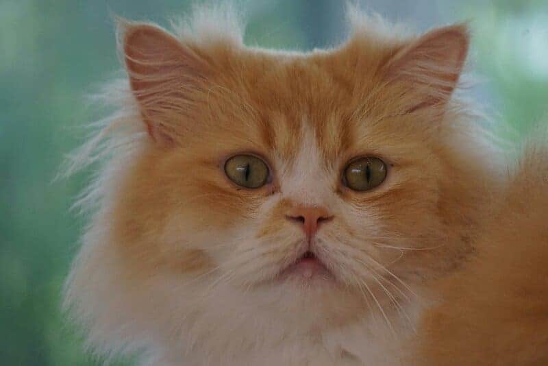 The Science Behind Why Cats Purr: Understanding Your Feline’s Communication
