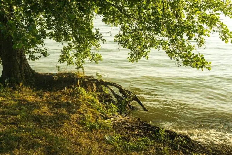 The 106-Acre Monster: How One Living Thing Became an Entire Forest