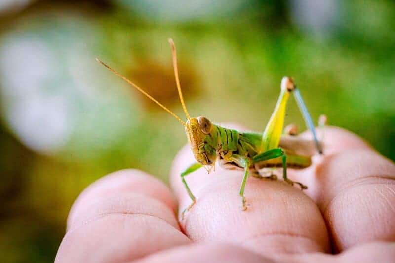 The Zombie Makers: Meet the Parasites That Control Animal Minds
