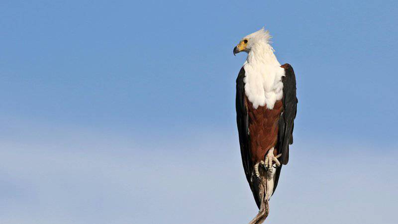 Should We Bring Back Extinct Species? What Science and Ethics Say