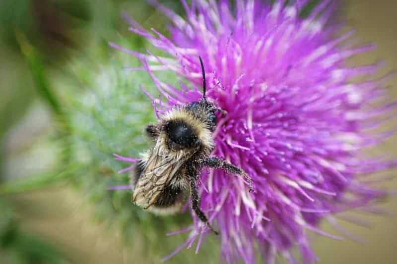 Plants Are Screaming When You Cut Them—We Just Couldn’t Hear It