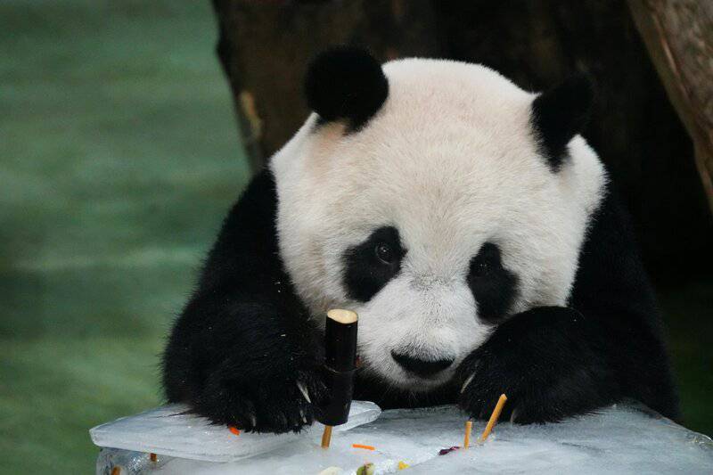 Giant Panda Stem Cells Could Save Endangered Species – Lab-Grown Conservation