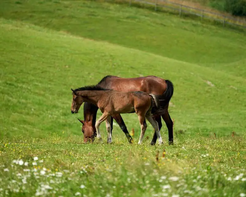 Scientists Decode Horse Facial Expressions to Better Understand Their Emotions