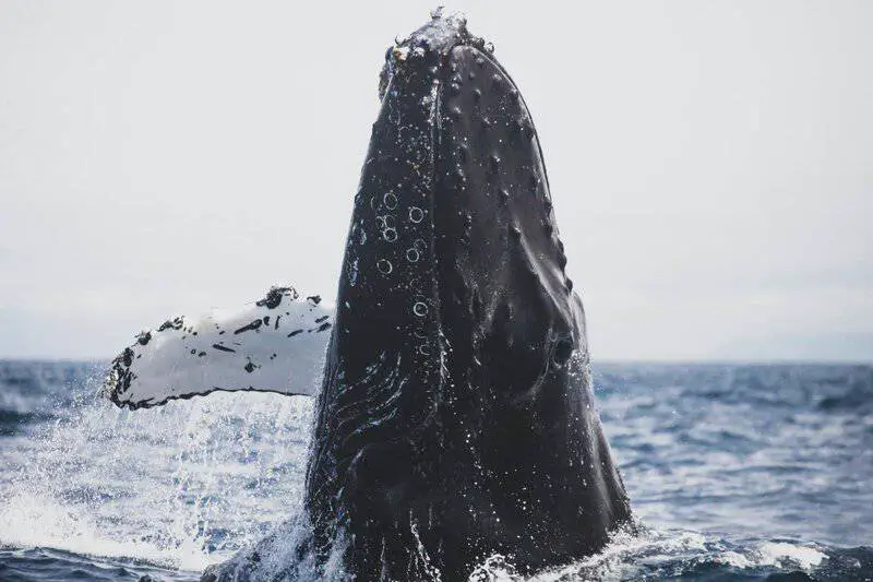 15 Species That Rarely Get Cancer—and What That Means for Humans