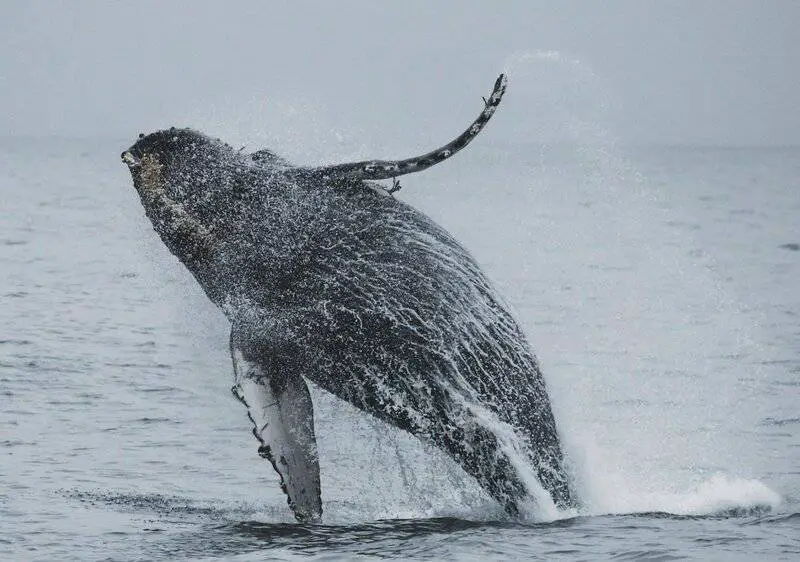 28 Animals With Built-In GPS That Puts Your Phone to Shame