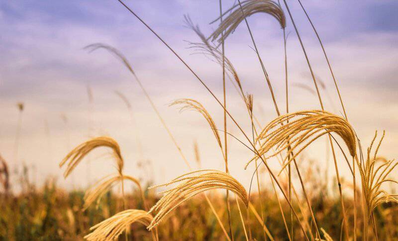Did You Know Plants Can Do Math? These Species Can Actually Count and Remember Numbers