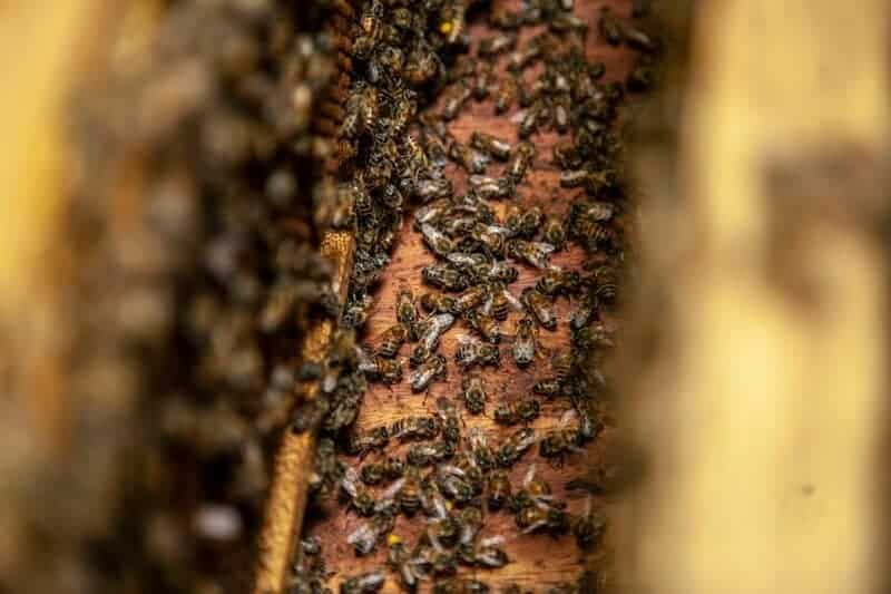 Why Honeybees Vote on Where to Build Their New Home (And It’s More Democratic Than Human Elections)