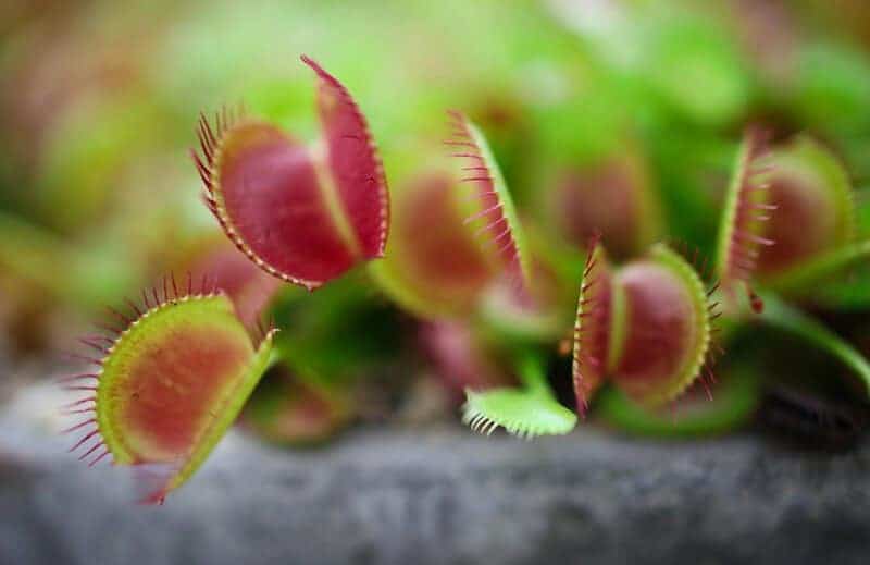 Did You Know Plants Can Do Math? These Species Can Actually Count and Remember Numbers