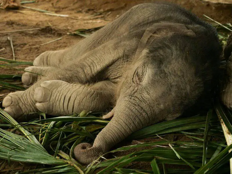 The Mirror Test Results: 23 Animals That Actually Recognize Themselves