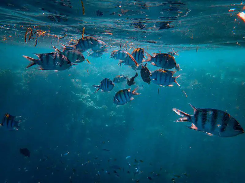 Marine Biologists Discover 60,000-Year-Old Underwater Forest Off Alabama Coast