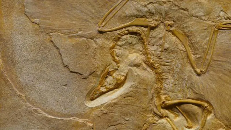 600-Million-Year-Old Body Symmetry Mechanism Found in Sea Anemones