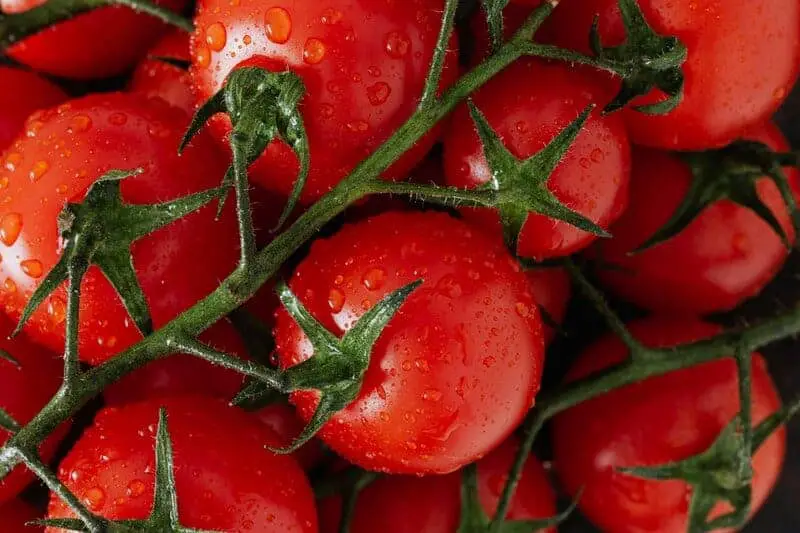 Did You Know Plants Can Do Math? These Species Can Actually Count and Remember Numbers