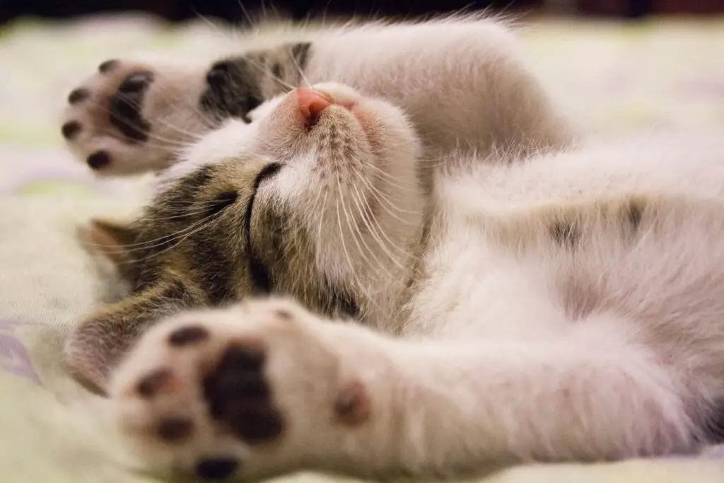 15 Bizarre Things That Happened When Science Mixed Species